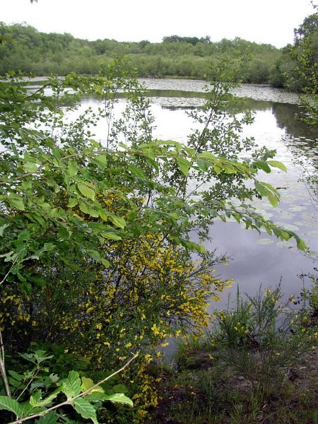 Etang neuf de Gambaiseuil